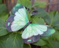 207742 Veren vlinder groen nieuw